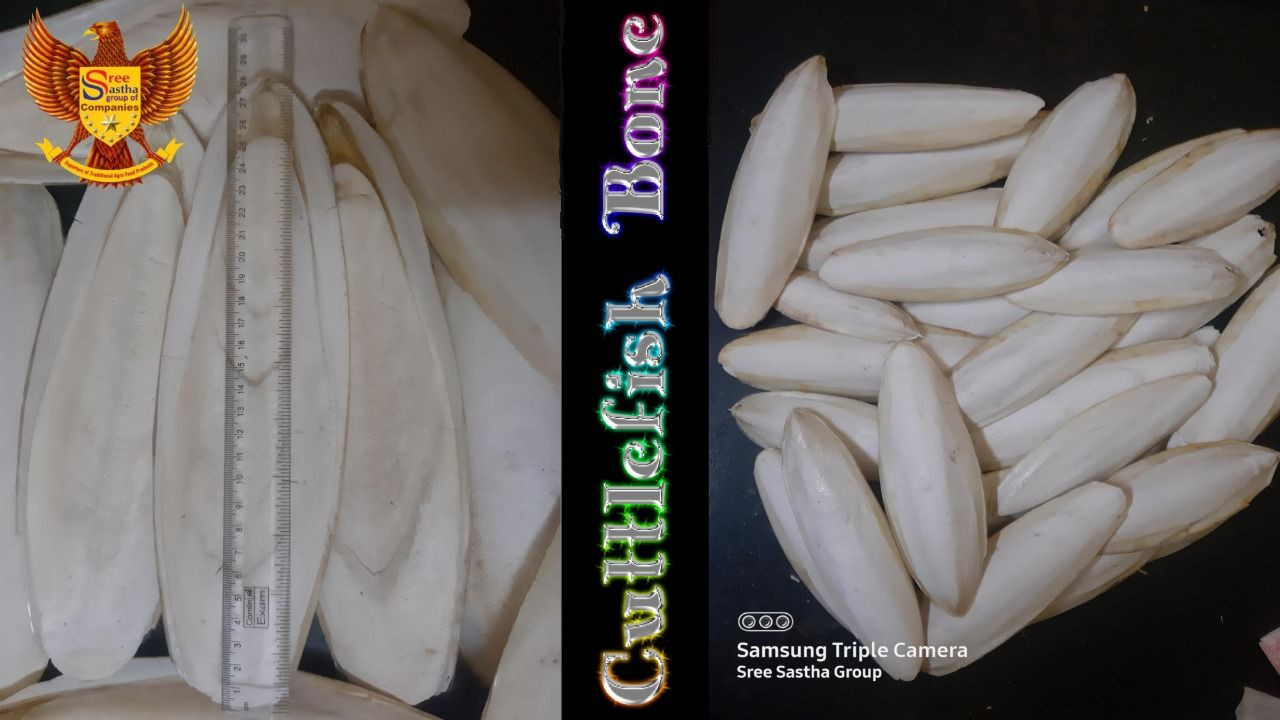 Cuttlefish Bone - Natural Calcium Source for Pets and Crafts