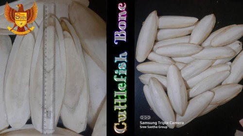 Cuttlefish Bone - Natural Calcium Source for Pets and Crafts